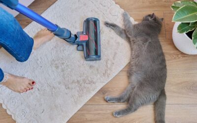 Pet Cleaning & Odor Control Supplies: How to Keep Your Home Fresh Without Overpowering Scents