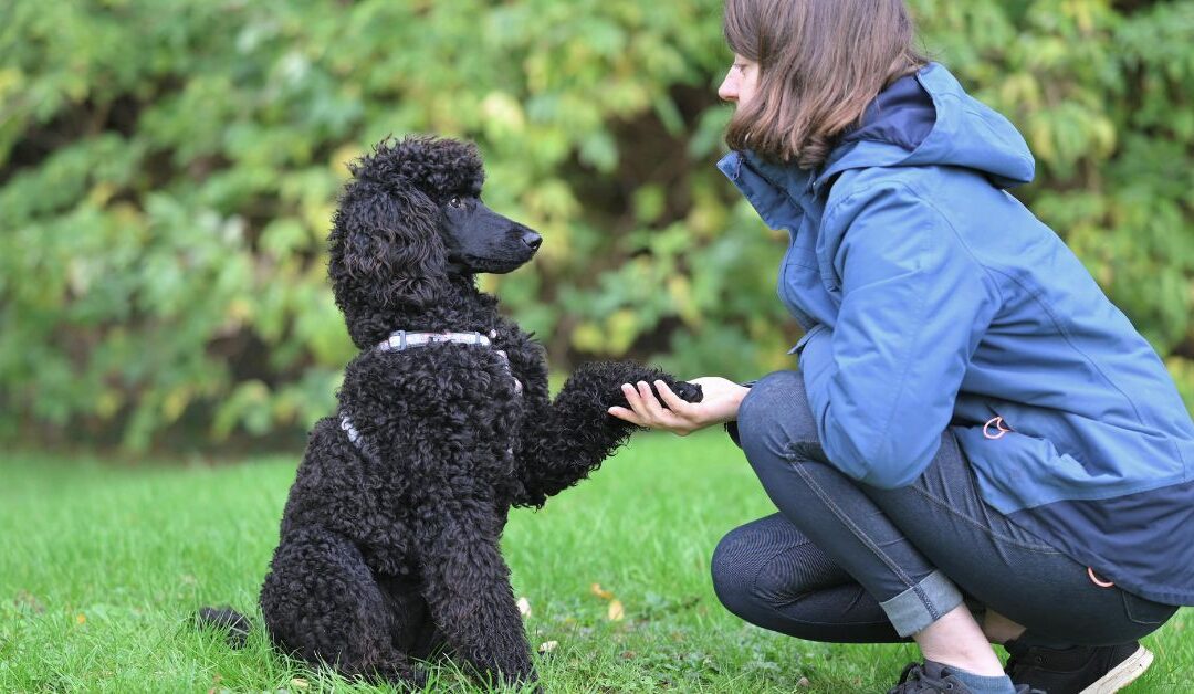 Transform Your Pet’s Behavior: The Ultimate Guide to Pet Training Aids & Behavior Tools
