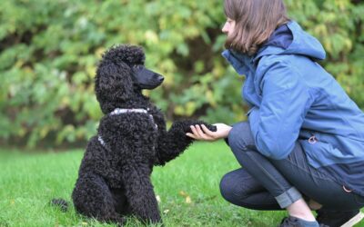 Transform Your Pet’s Behavior: The Ultimate Guide to Pet Training Aids & Behavior Tools