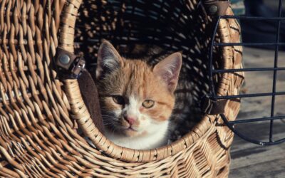 7 Must-Have Pet Carriers & Travel Gear for Adventurous Pets in 2026