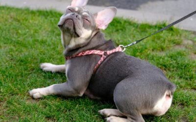 Walk in Style: Must-Have Leashes, Collars & Harnesses for the Modern Pet Owner