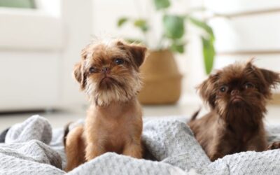 The Ultimate Guide to Choosing the Perfect Pet Beds & Furniture for Your Furry Friend