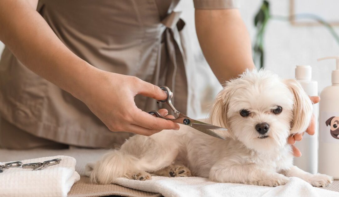 7 Essential Pet Grooming Tools & Accessories Every Pet Owner Needs