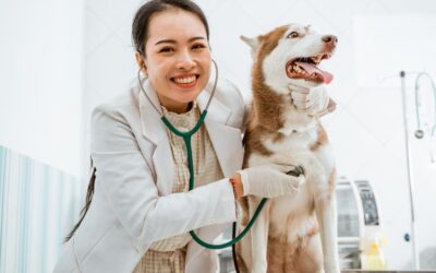 The Complete Guide to Pet Health Accessories: Smart Comfort Solutions Every Pet Lover Should Know