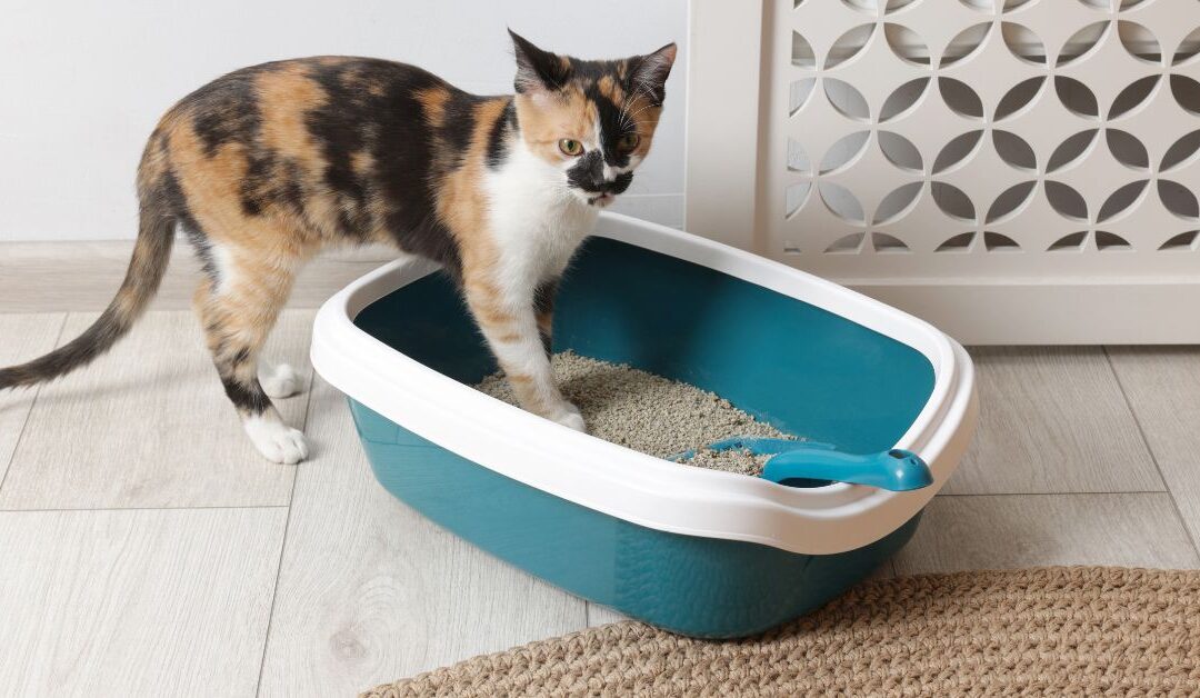 The Ultimate Pet Parent’s Guide to Litter & Waste Management Tools
