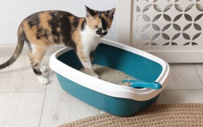 The Ultimate Pet Parent’s Guide to Litter & Waste Management Tools