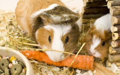 Pet Habitat Enrichment: 5 Proven Ways to Boost Your Pet’s Happiness and Activity