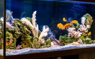 The Ultimate Guide to Aquarium & Terrarium Accessories: Enhance Your Pet’s Habitat in 2026