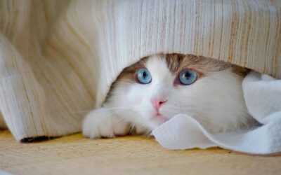 Cozy Comfort for Your Furry Friends: Why Pet Bedsheets & Blankets Are a Must-Have