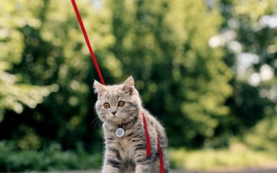 The Essential Guide to Pet Safety & Identification: Protect Your Furry Friend Every Day
