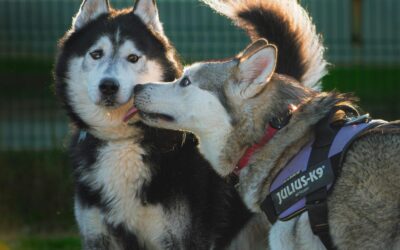 Bath Time Chaos: How a ‘Calming Grooming Glove’ Turned Into a Wrestling Match
