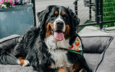 “Add to Cart… Approved by My Pet: The Hilarious Truth About Who’s Really Shopping”