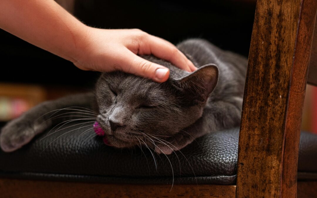 🐱 “I Bought a Smart Pet Feeder… Now My Cat Thinks I Work for Him