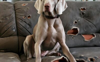 My Dog Thinks He’s Royalty After I Bought Him a $5 Bed… He Refuses Mine Now