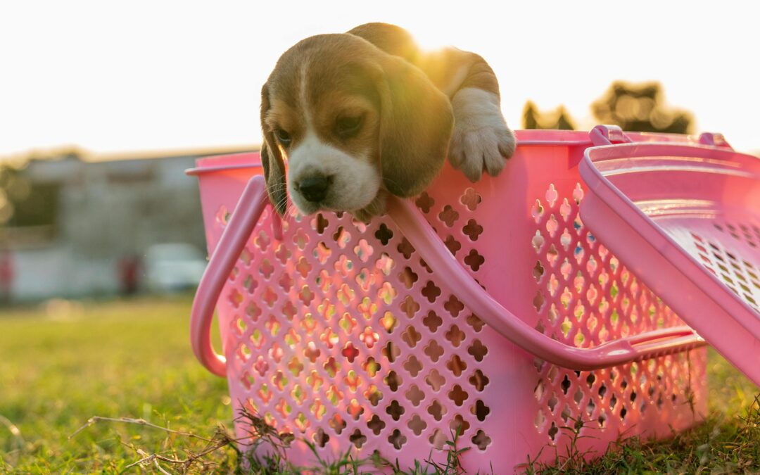 🧳 “Tried Traveling with My Pet: Packed 20 Products, Used Only 2, Panicked the Rest of the Time”