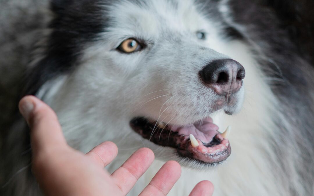 ❤️ I Thought I Was Taking Care of My Pet… Turns Out He Was Taking Care of Me