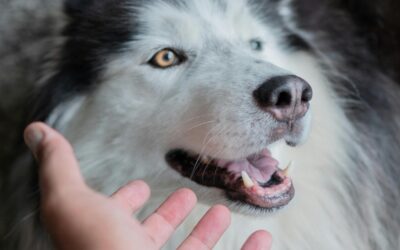 ❤️ I Thought I Was Taking Care of My Pet… Turns Out He Was Taking Care of Me