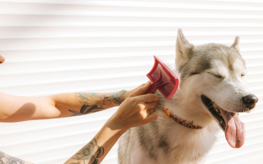 🚿 Pet Grooming Routine at Home (Save Money & Time!)