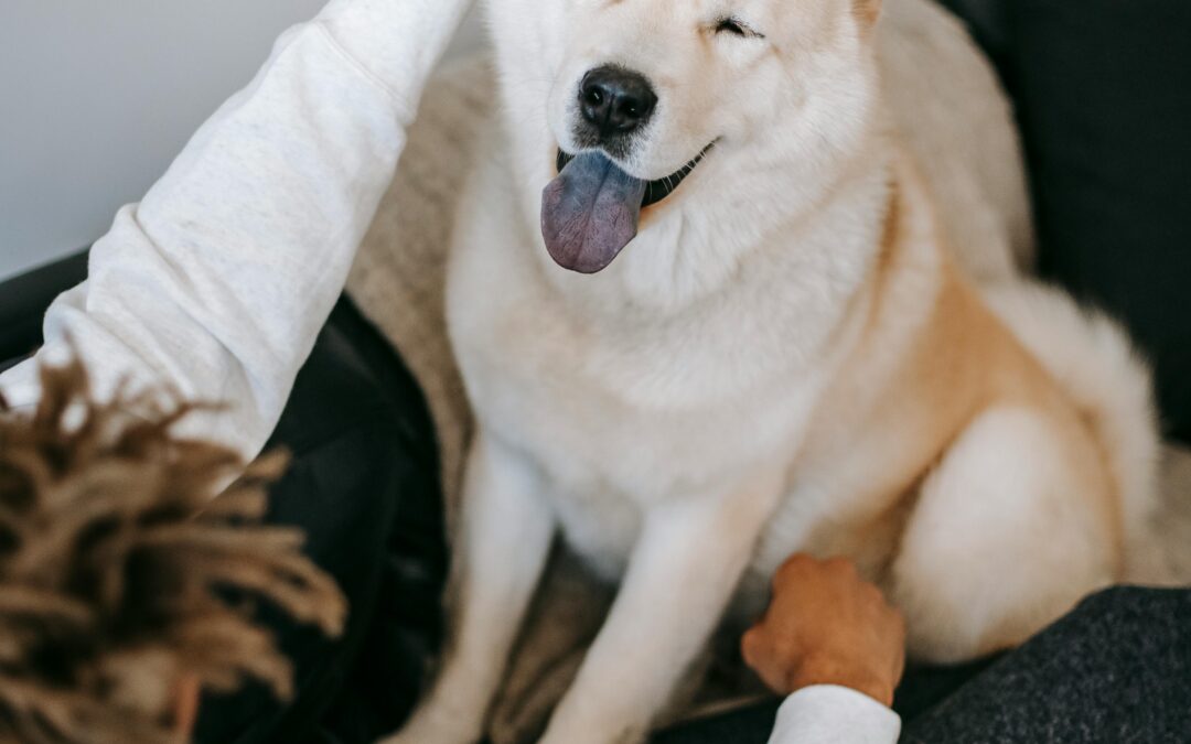 🐾 Our Daily Routine Isn’t Routine… It’s Our Way of Bonding