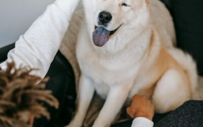 🐾 Our Daily Routine Isn’t Routine… It’s Our Way of Bonding