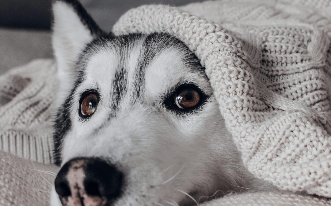 Daily Comfort: How Online Stores Meet Your Pet’s Sleeping & Relaxation Needs