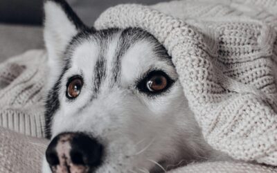 Daily Comfort: How Online Stores Meet Your Pet’s Sleeping & Relaxation Needs