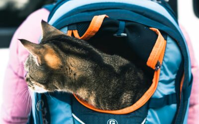 From Walks to Adventures: Essential Outdoor Gear for Daily Pet Activities (Because “Just a Walk” Is Never Just a Walk) 🐾😂