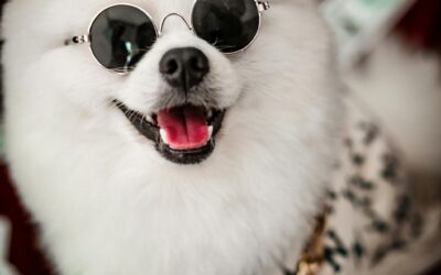The Secret Life of Online Pet Shopping